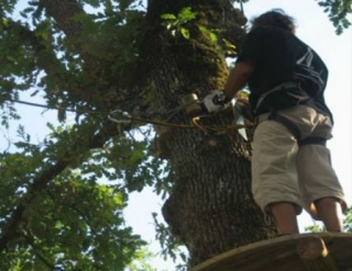 Sur les passerelles dans les arbres